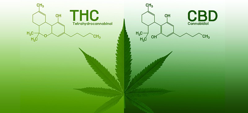 CBD vs. THC - Dr. Axe