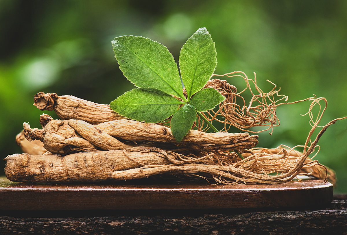 Ginseng root and leaf in a natural setting. 