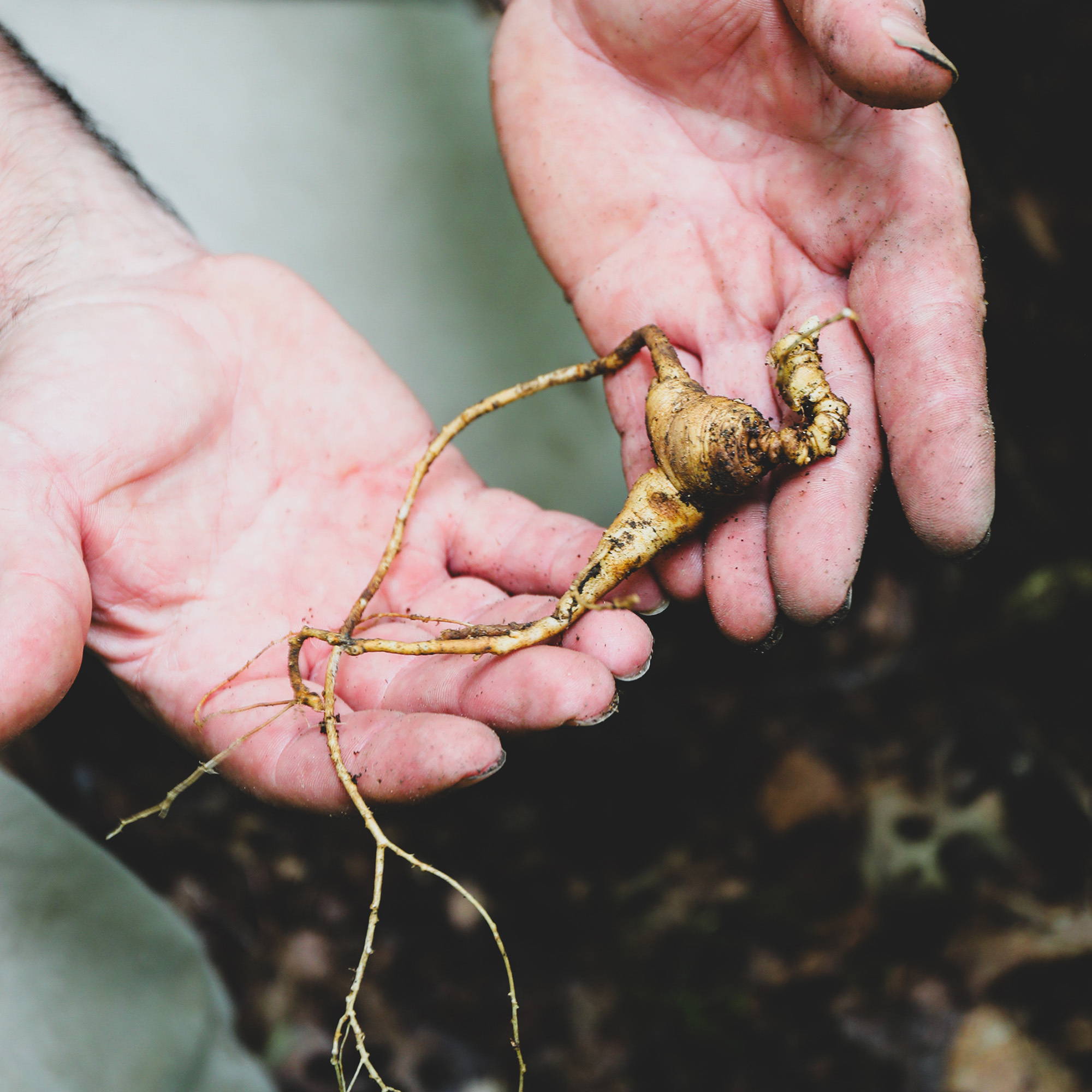 Handa holding a  freshly dug ginseng root with specs of soil. 
